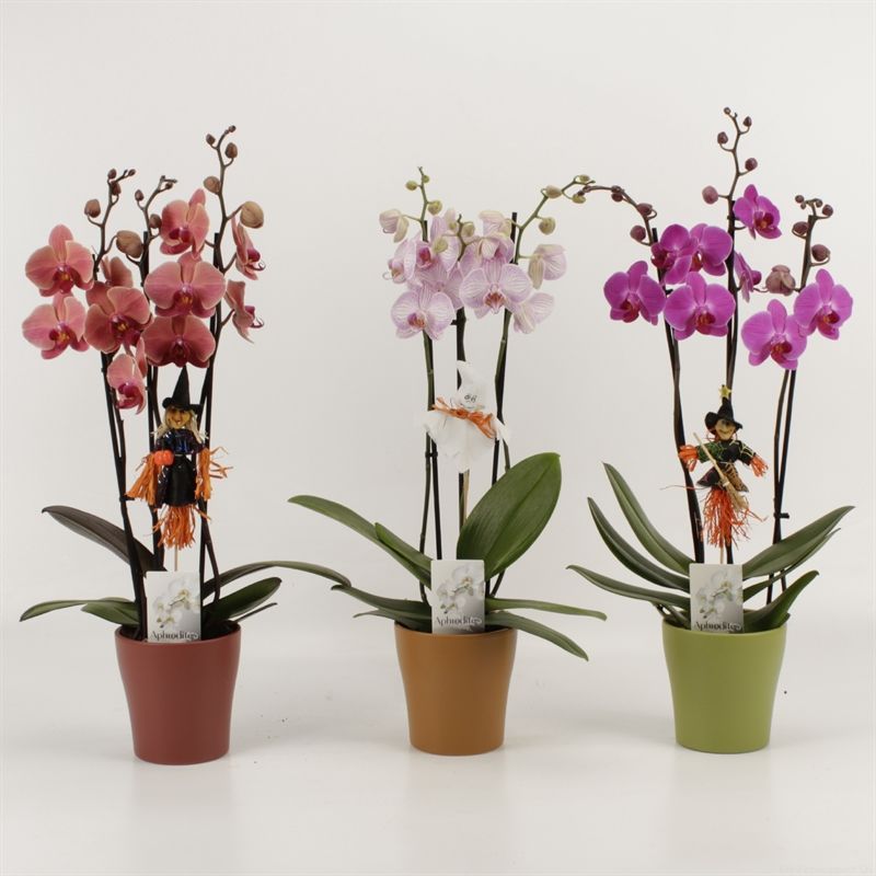 Phalaenopsis gemengd 3 tak mix in herfst keramiek Halloween, D 12 cm