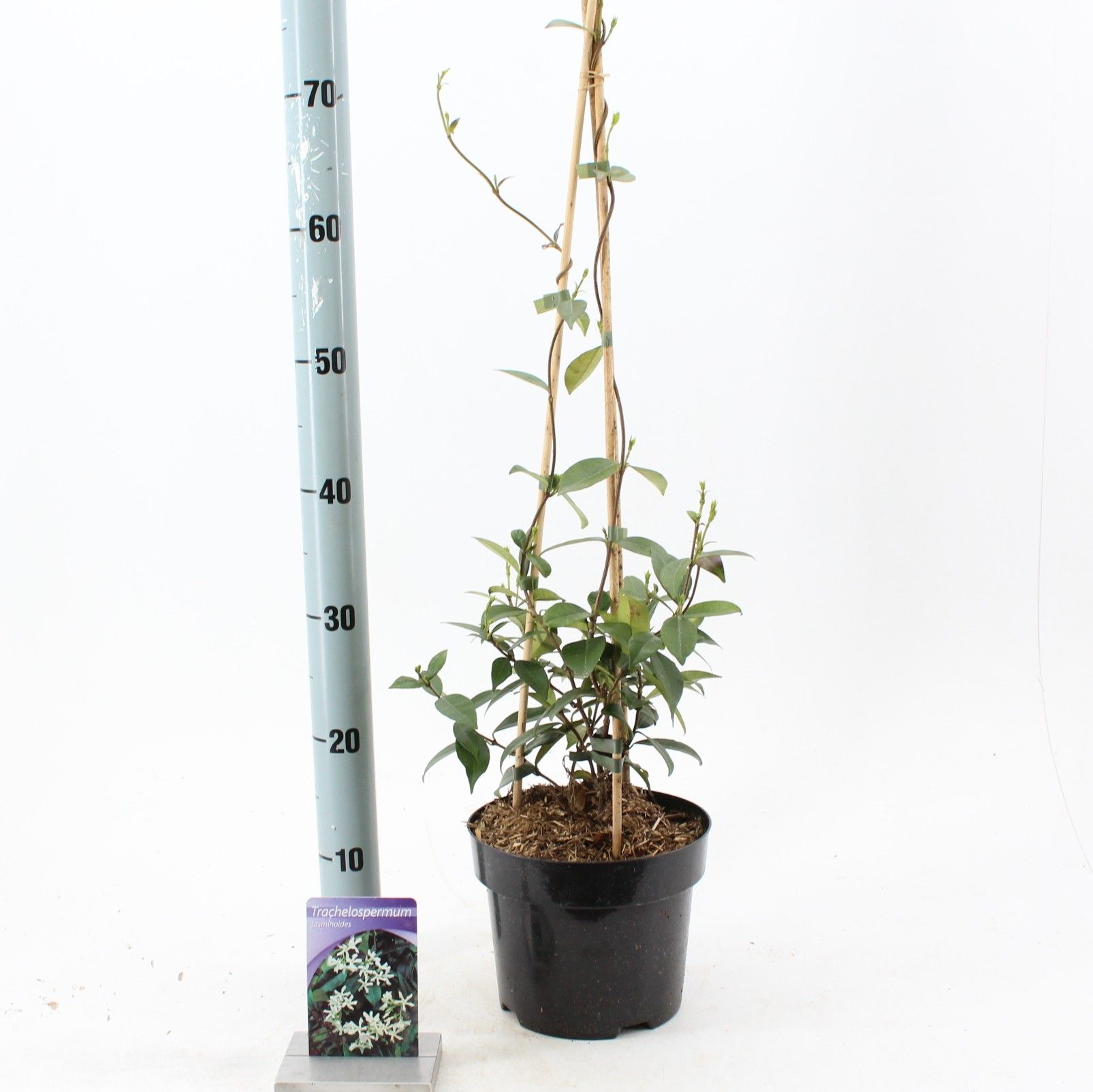 Trachelospermum jasminoides, D 19
