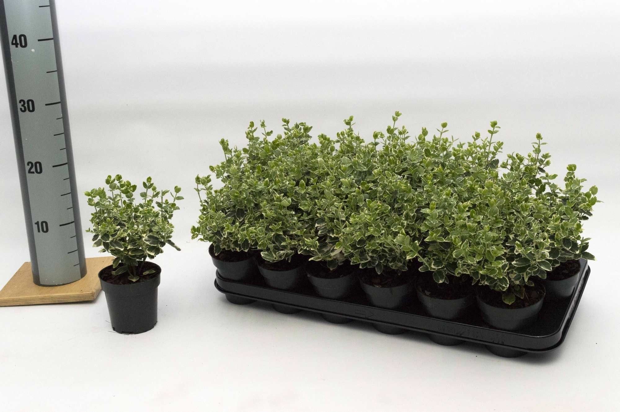 Euonymus fort. Emerald Gaity, D 9