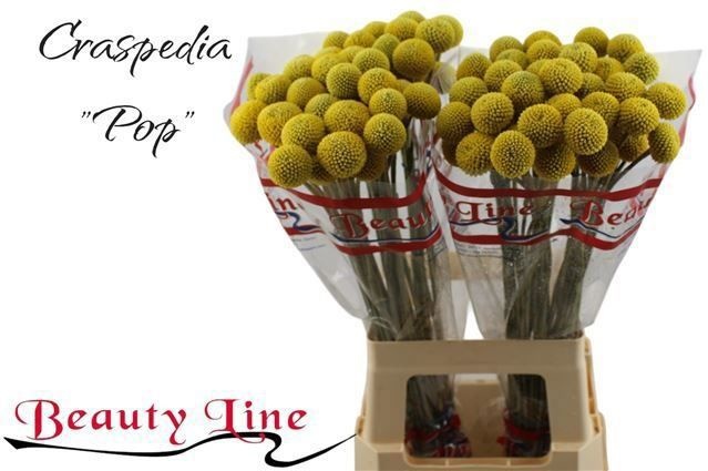 Краспедия Пейнтбол Поп 65 (желт.), шт.