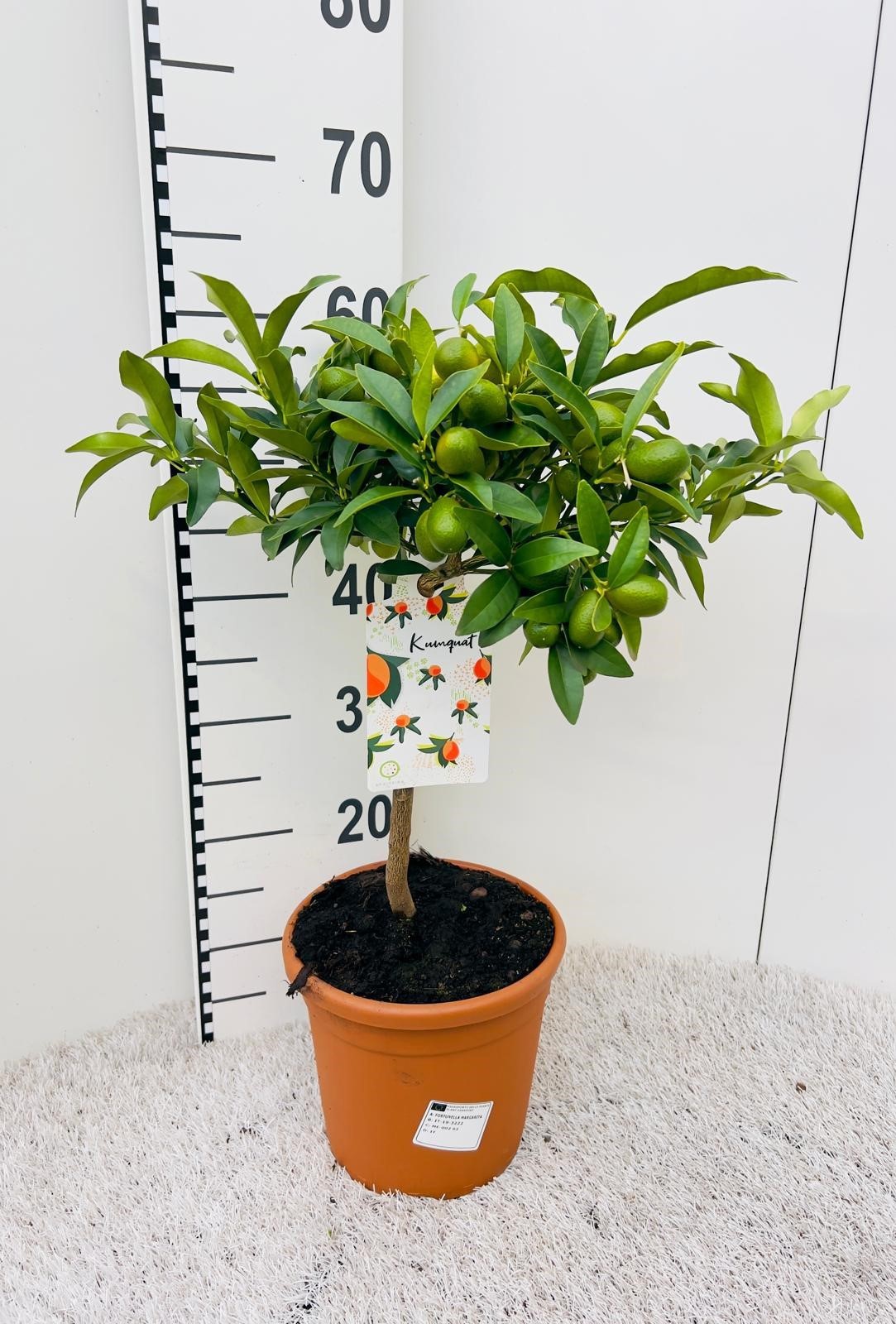 Citrus Kumquat Nagami on stem, D 19