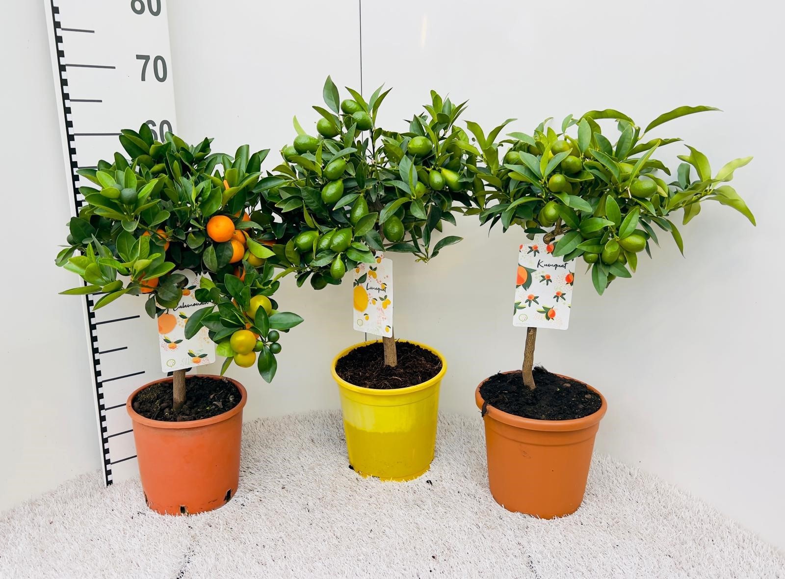 Citrus Mixed 2-3 Var. on stem, D 19