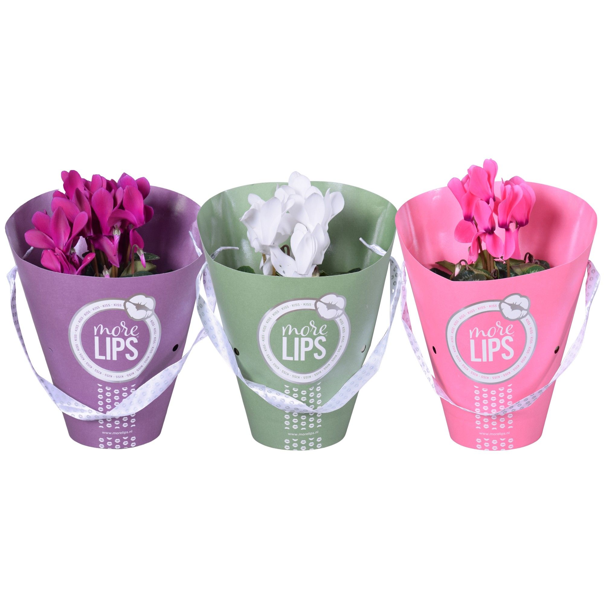 MoreLIPS® Cycl midi in koker mixTRAY, D 12