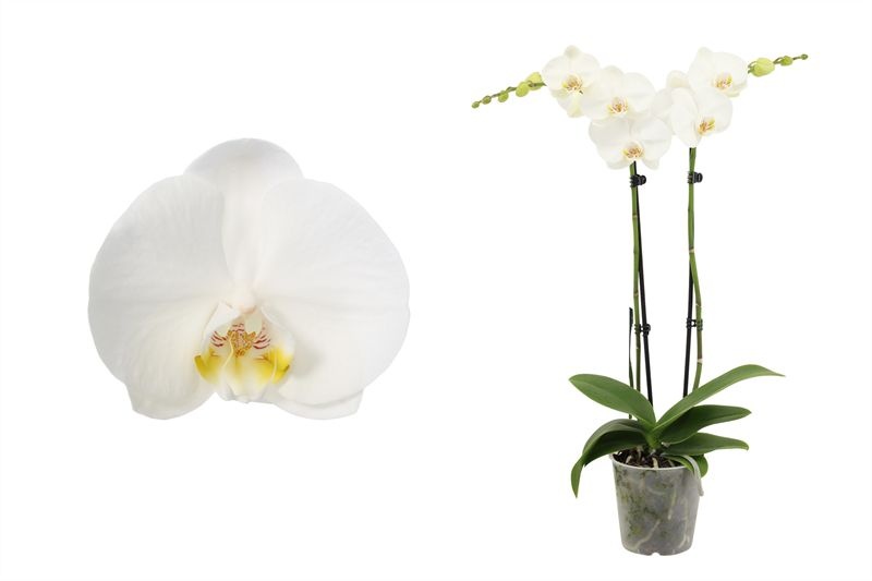 Phal white 2T14+, D 12