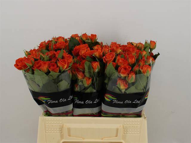 Роза куст. Бейб 40, шт.