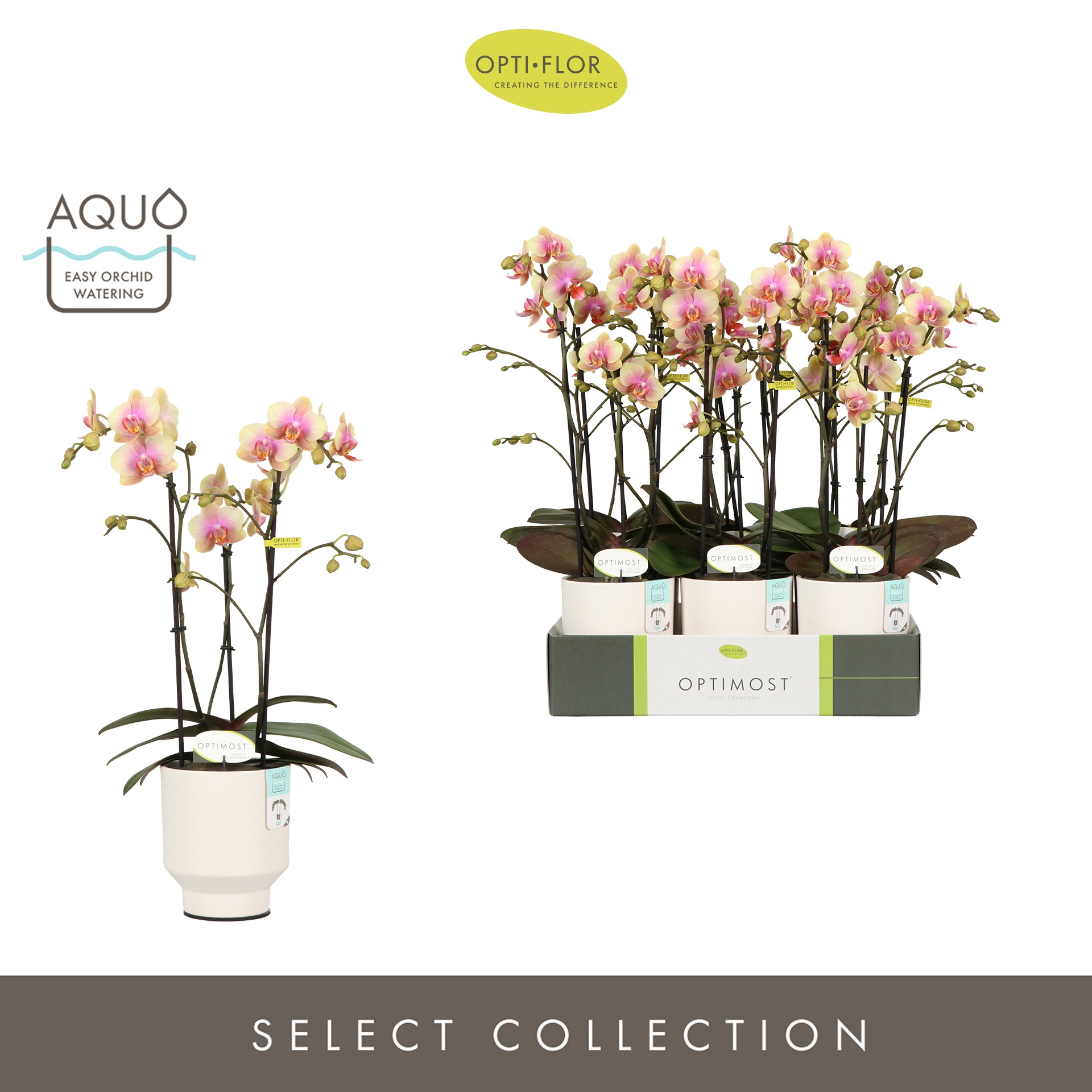 Optimost Belle Helene 3 spike in Emilia White Aquo, D 12 cm