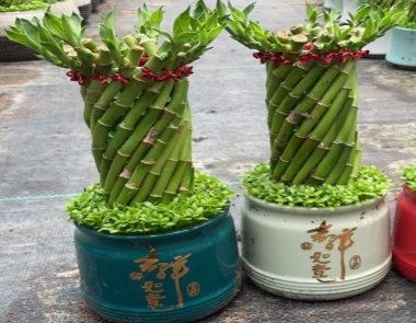 Драцена сандериана олл Фенг Шуи Вхил 圆瓷盆，一层放50个 50 30