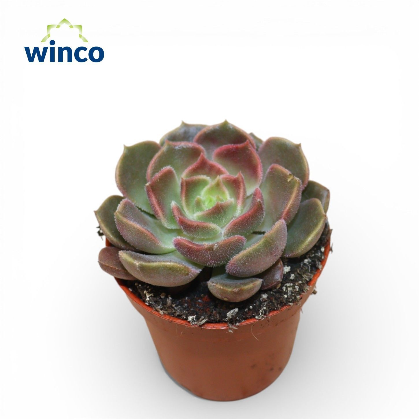 Echeveria Bron Rose, D 5,5