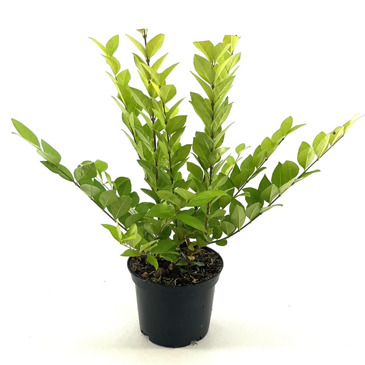 Ligustrum 'Vicaryi', D 17