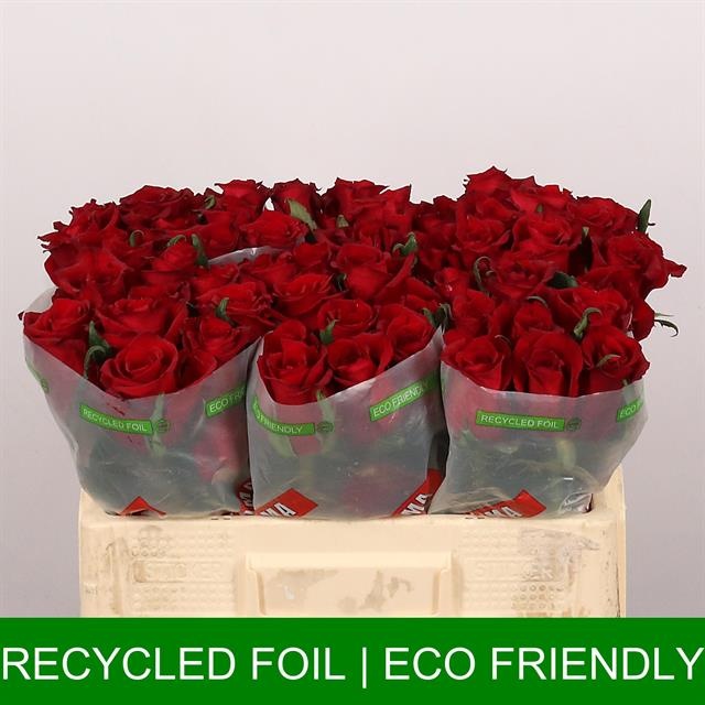 Роза од. Эвер Рэд 50, шт.