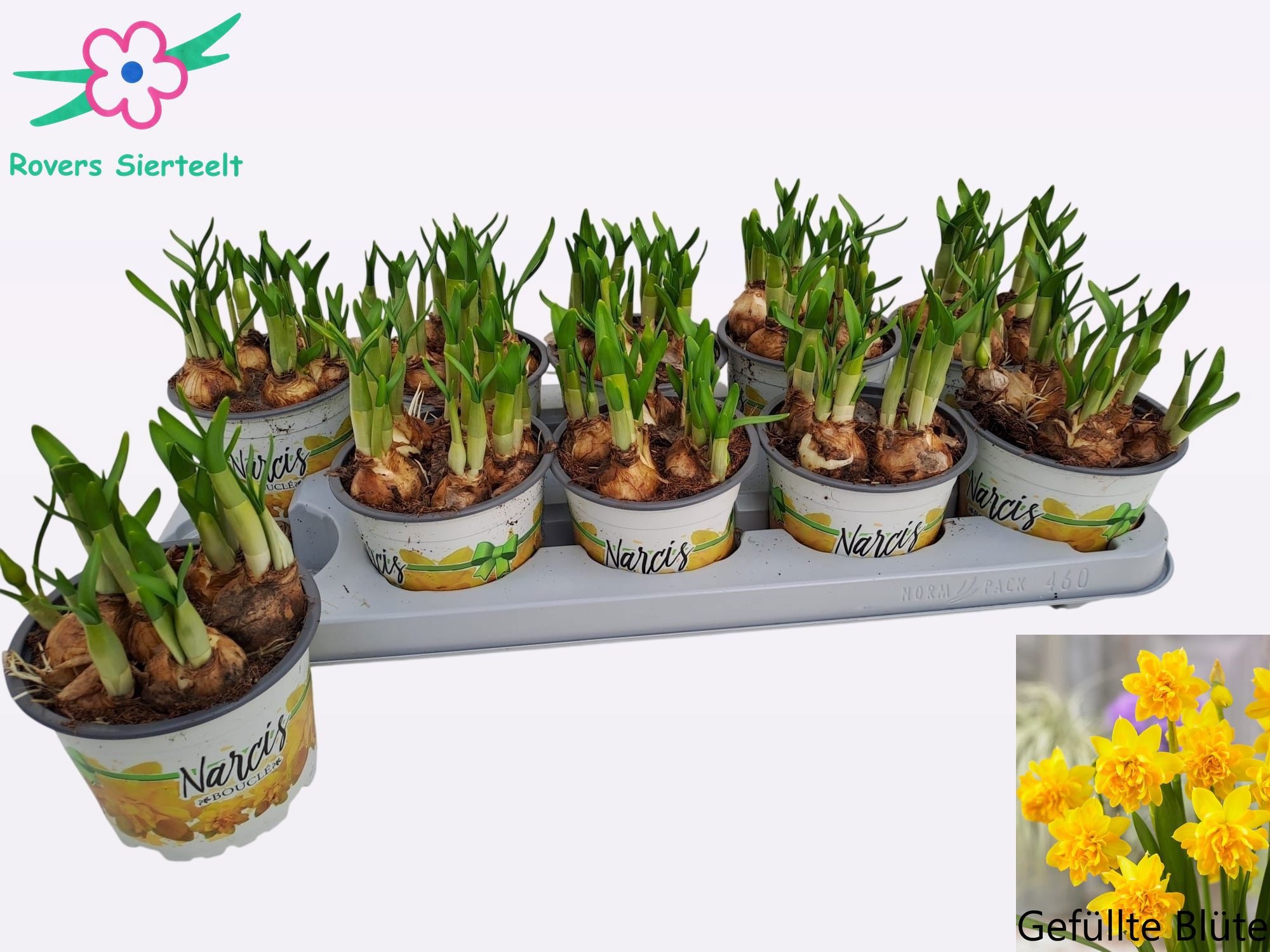 Narcissus Téte Bouclé, D 12