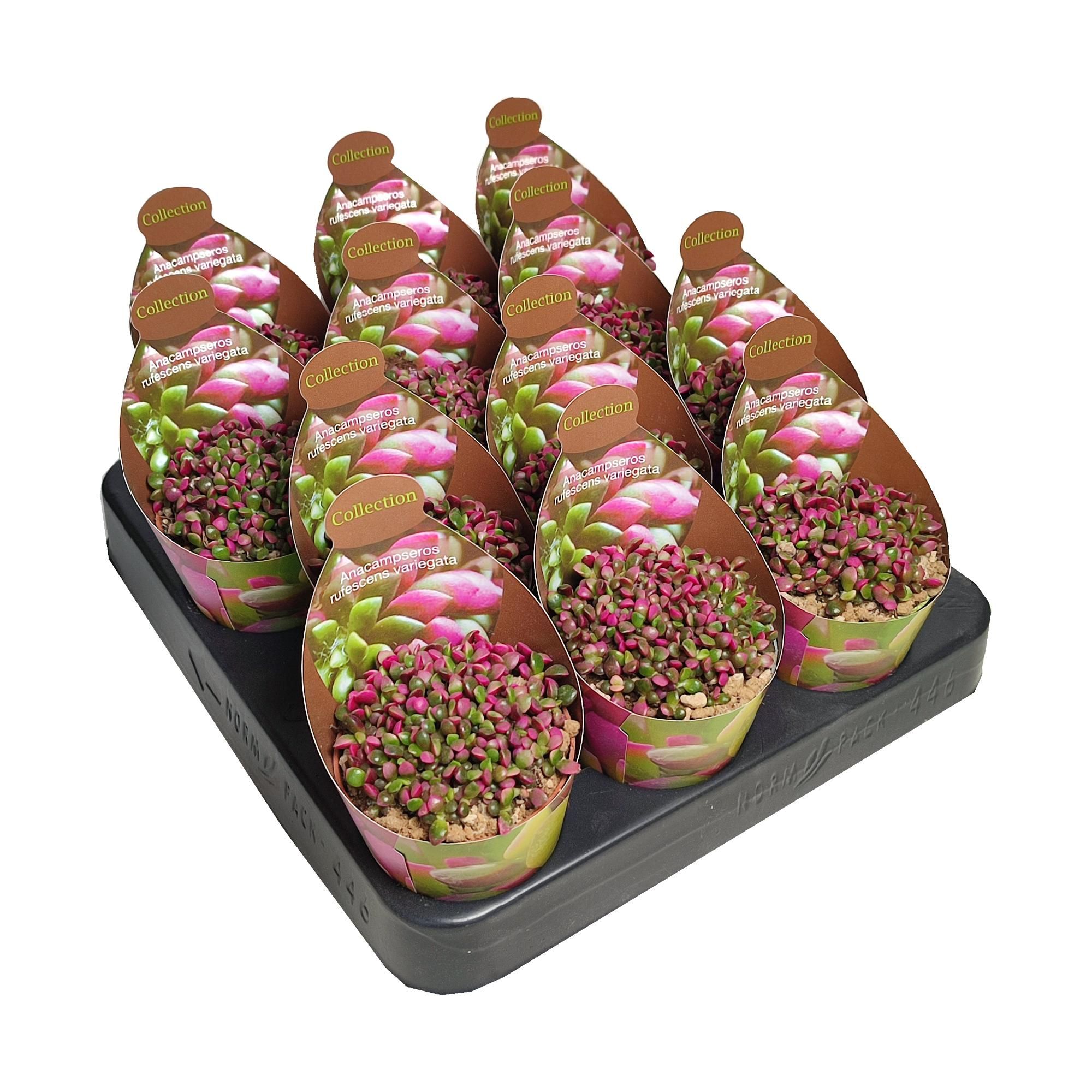 ANACAMPSEROS RUFESCENS VARIEGATO - COLLECTION POT Ø 6,5 WITH POTCOVER (SUCCULENTEN), D 6,5