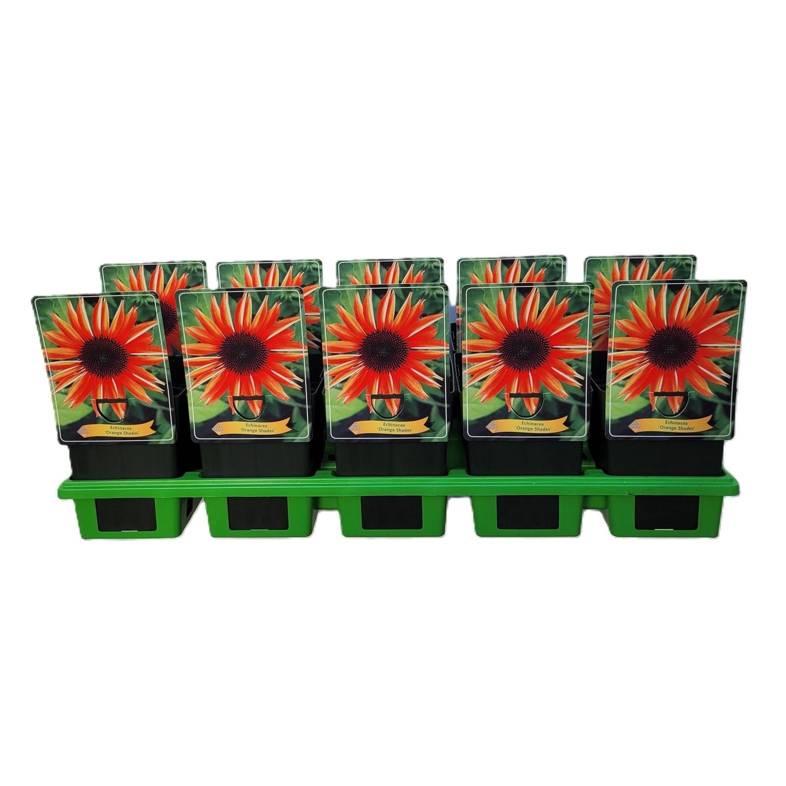 Echinacea 'Orange Shades' P11, D 11