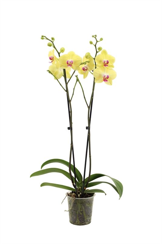 Phal Miraflor 2T16+, D 12