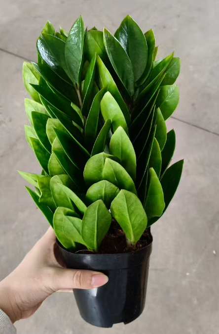 Замиокулькас пирамида 10 30 10 28