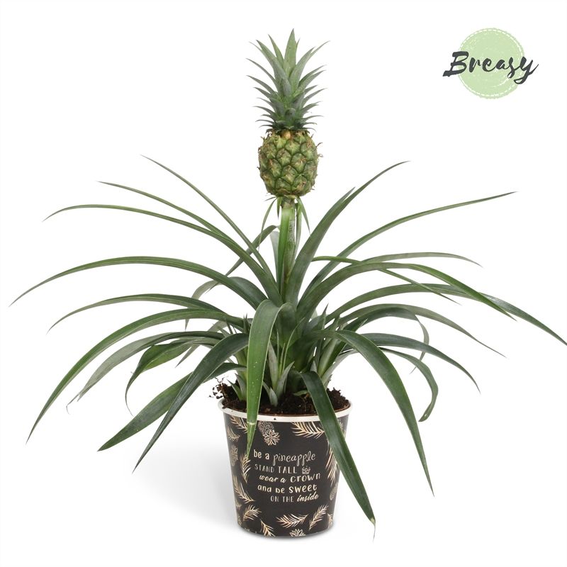 Ananas Mi Amigo - 13cm in Vitoria | Mimesis, D 13