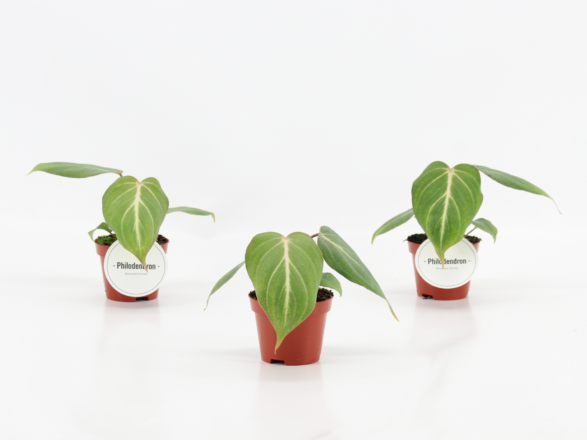 Philodendron Gloriosum, D 6