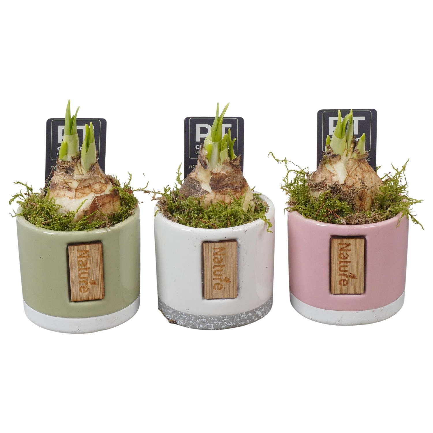 PTN8721 Arrangement Narcissus in keramiek pot, D 7