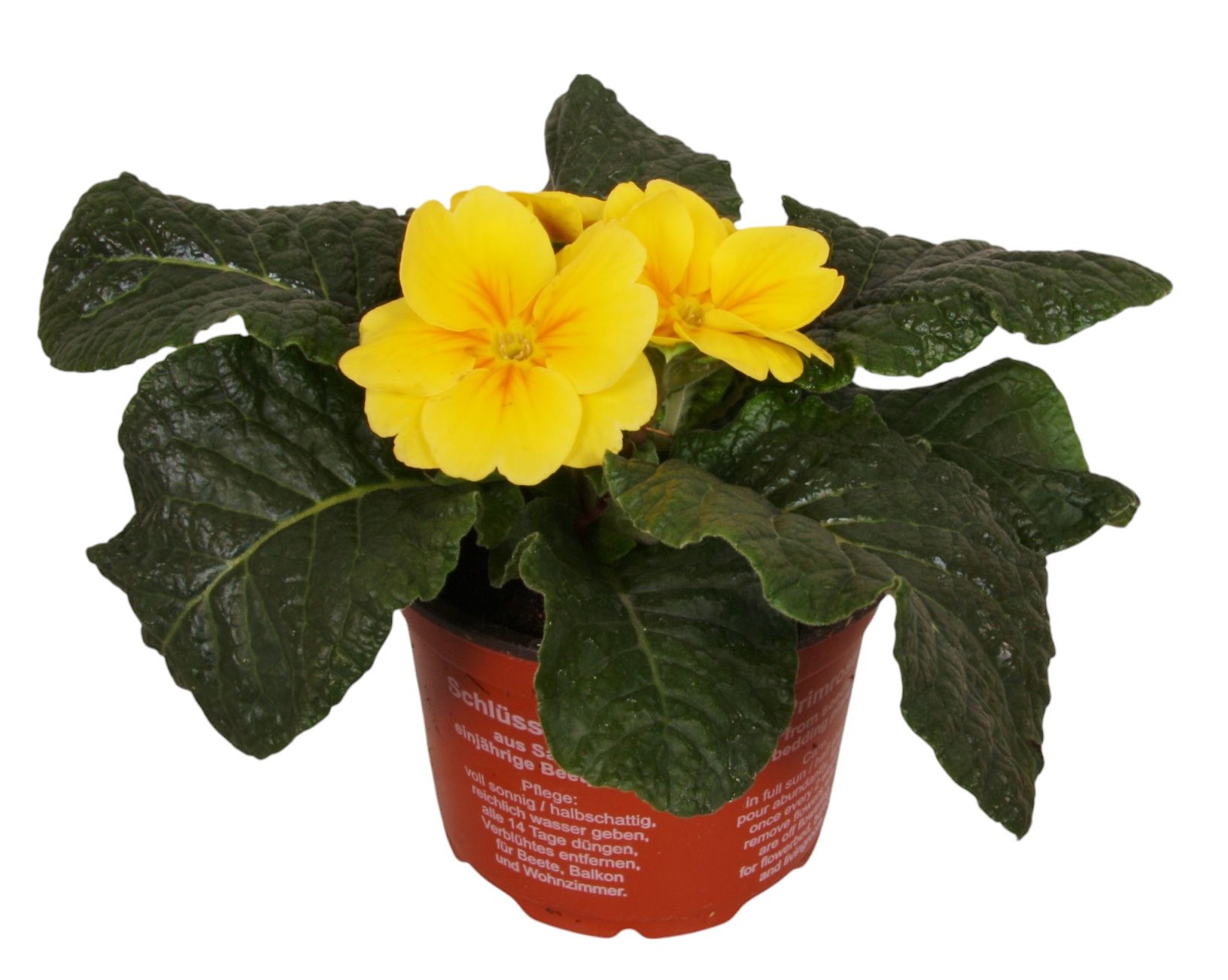 Primula Acaulis 9 cm Yellow', D 9