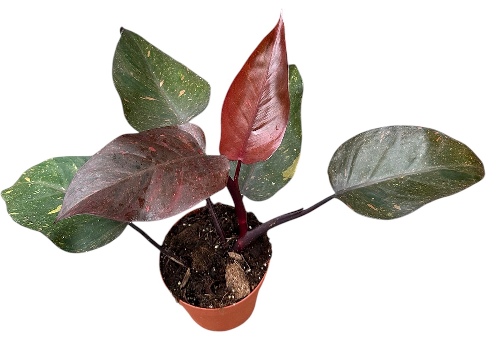 Philodendron Orange Princess, D 14