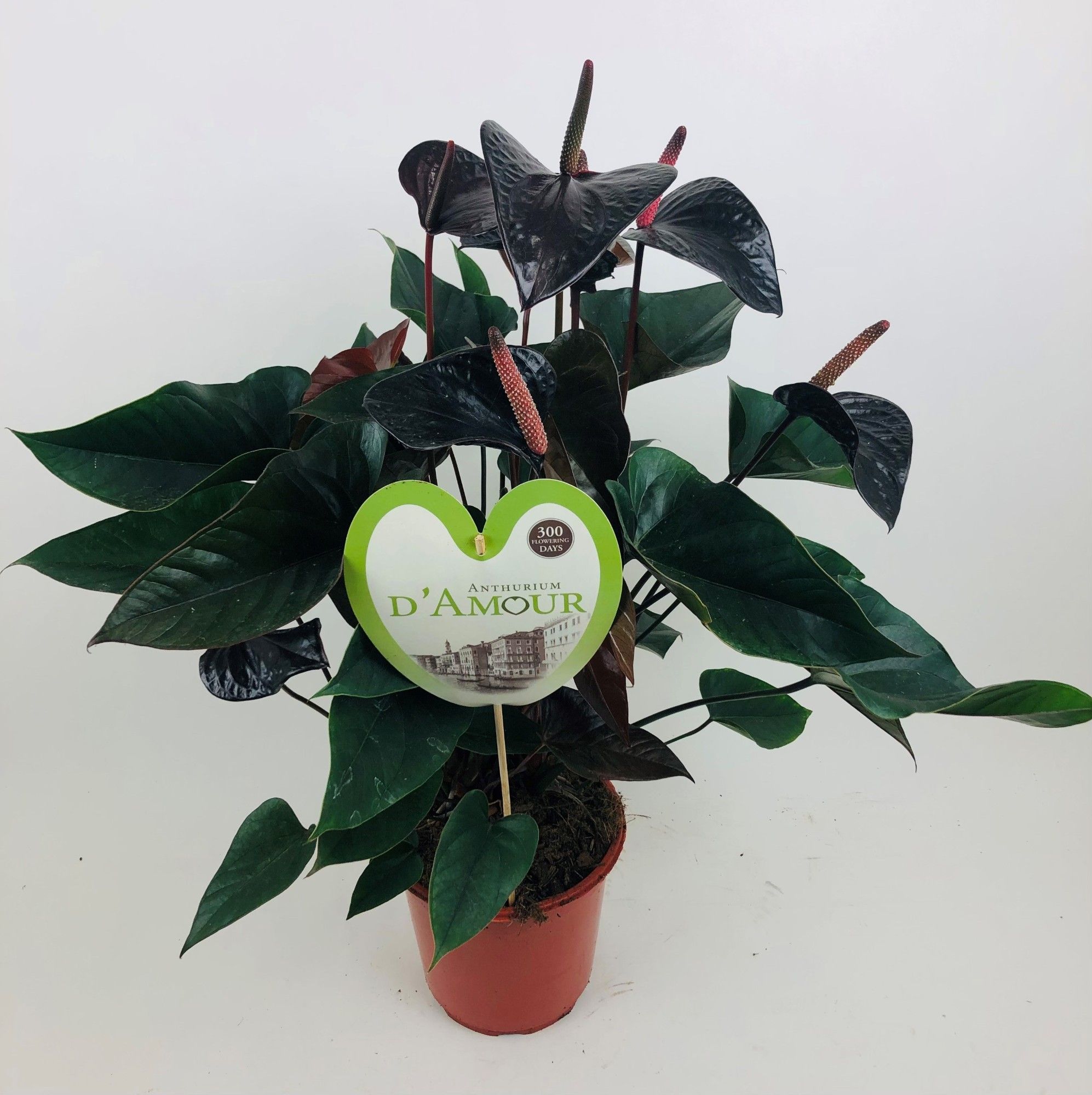 Anthurium 'Beauty Black', D 21