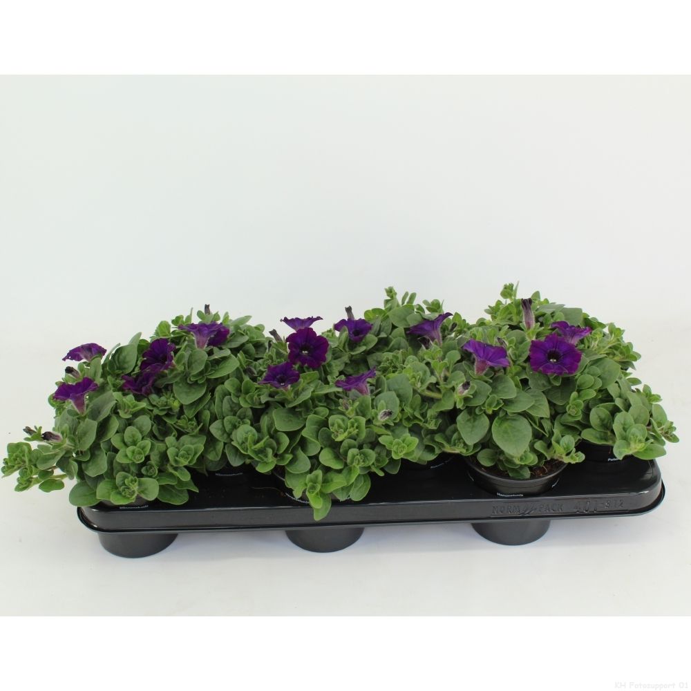 Petunia Blue Ray, D 10,5
