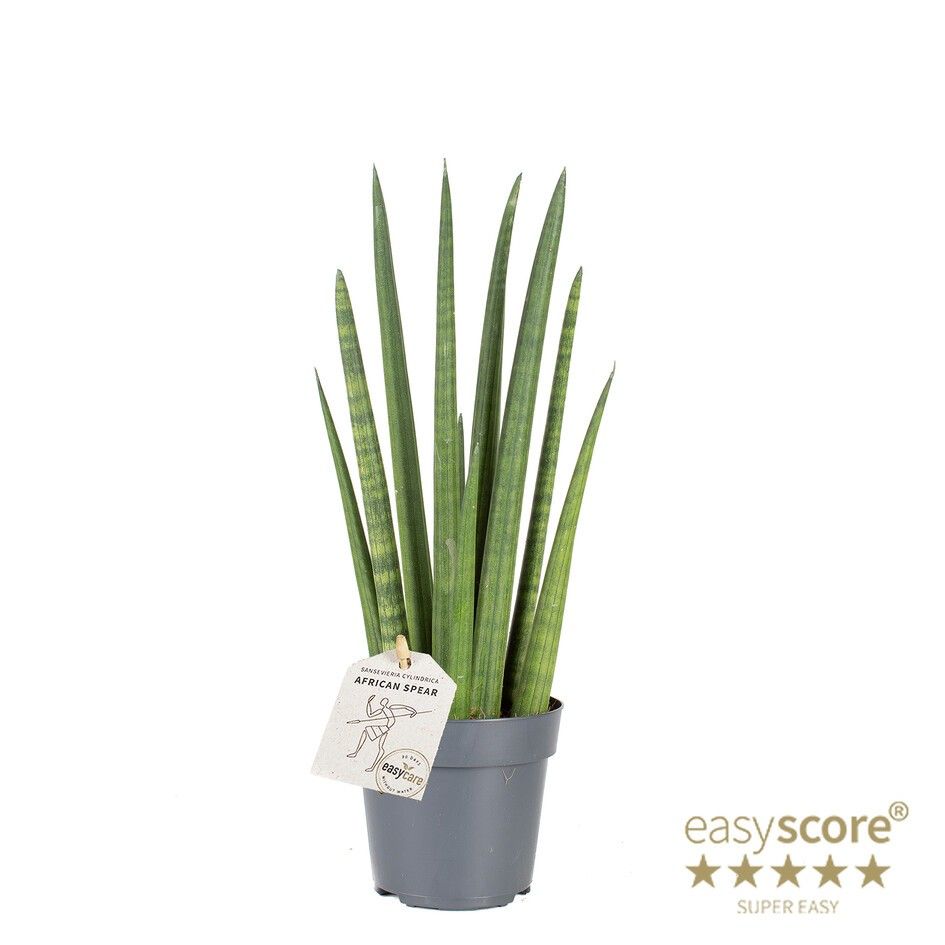 SANSEVIERIA CYLINDRICA 'Rocket', D 11