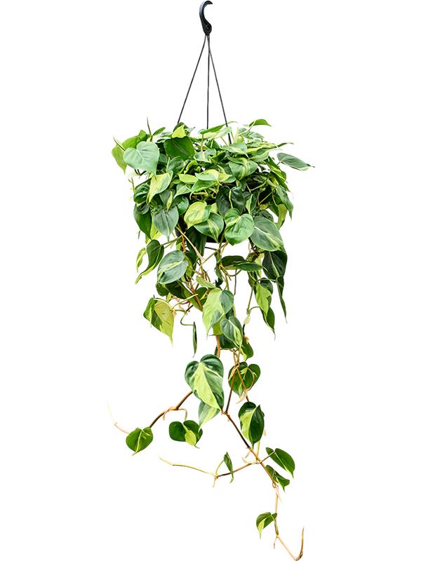 Philodendron scandens 'Brasil', D 28