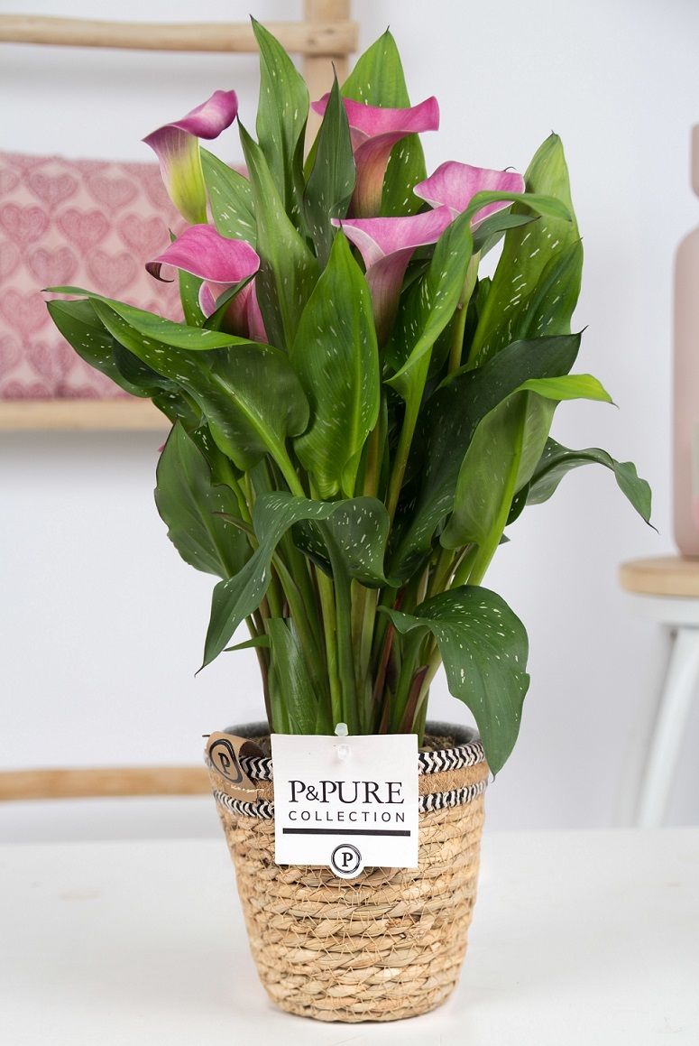 Zantedeschia pink in P&PURE Basket 6, D 12