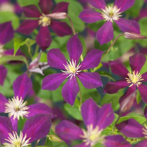 Clematis 'Mikelite' +3.0 label, D 11