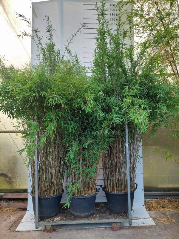 Fargesia nitida 'Black Pearl', D 48