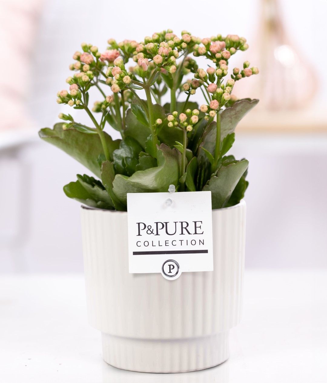 Kalanchoe pink in P&PURE Ivy ceramics shiny white, D 12
