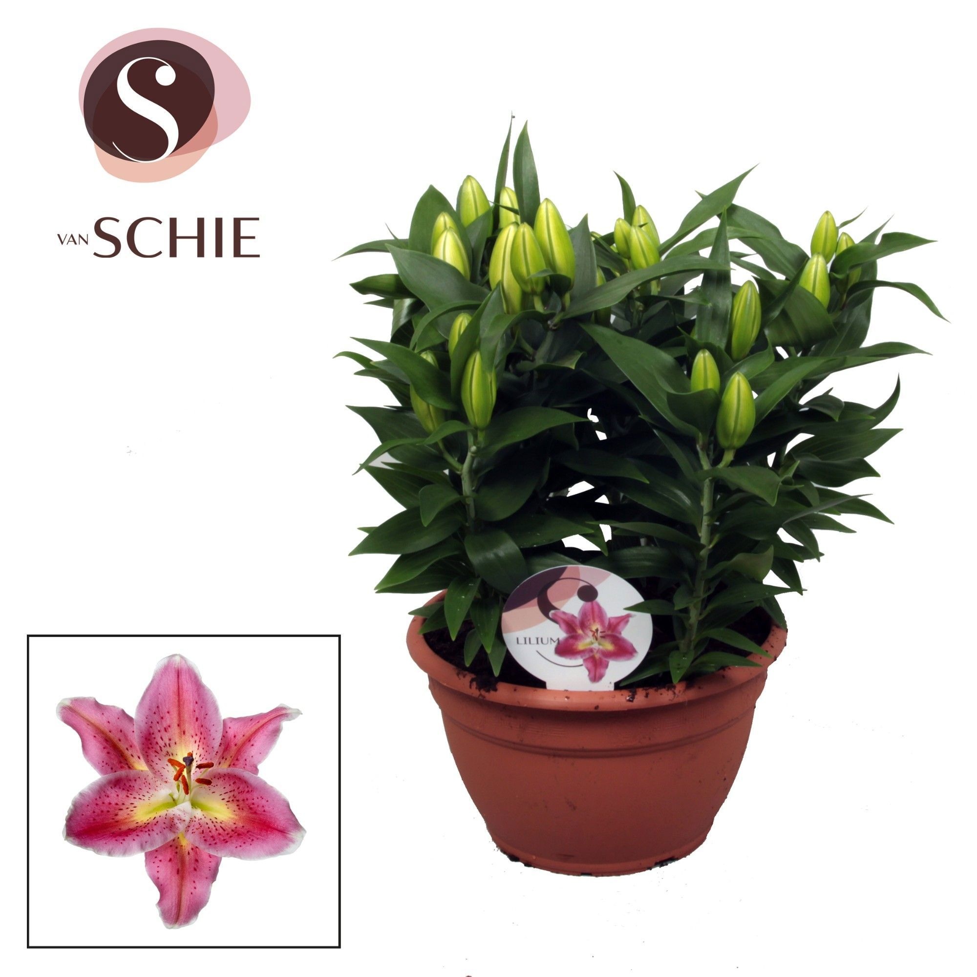 Or Reeleeze 9pp, D 25