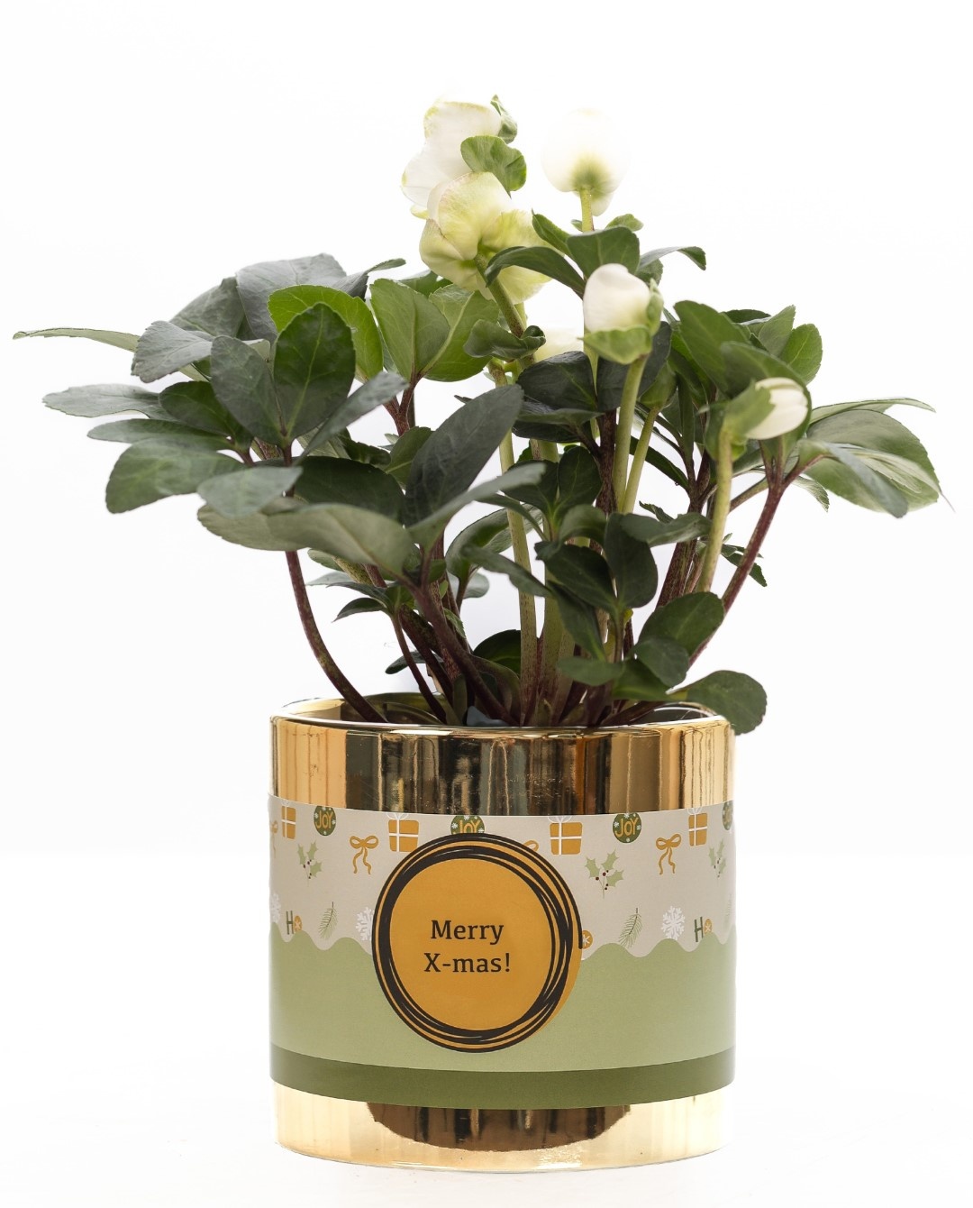 Helleborus "Xmas C." in P&PURE ceramics gold + XMAS sleeve, D 12 cm