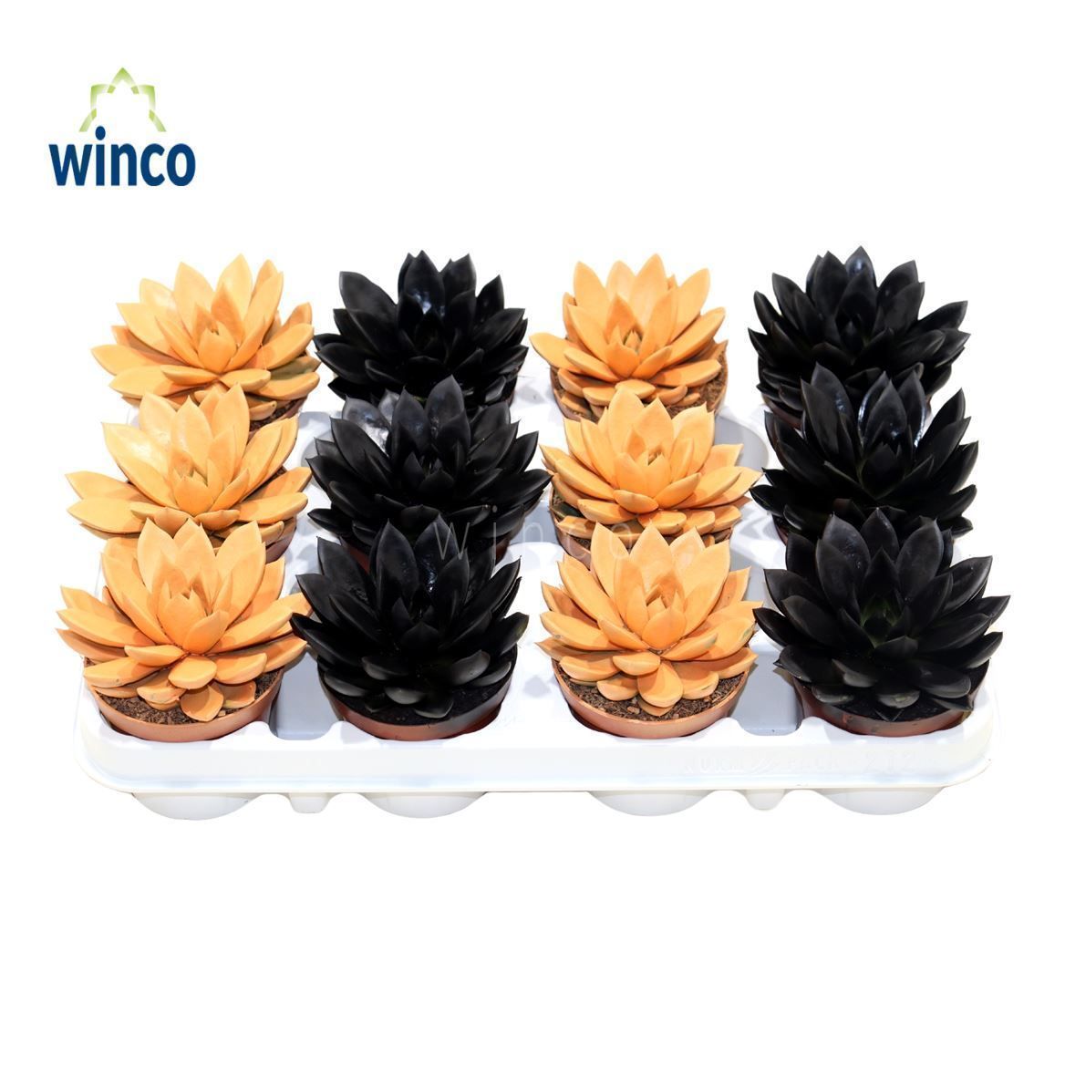 Echeveria Paint Halloween, D 8,5 cm