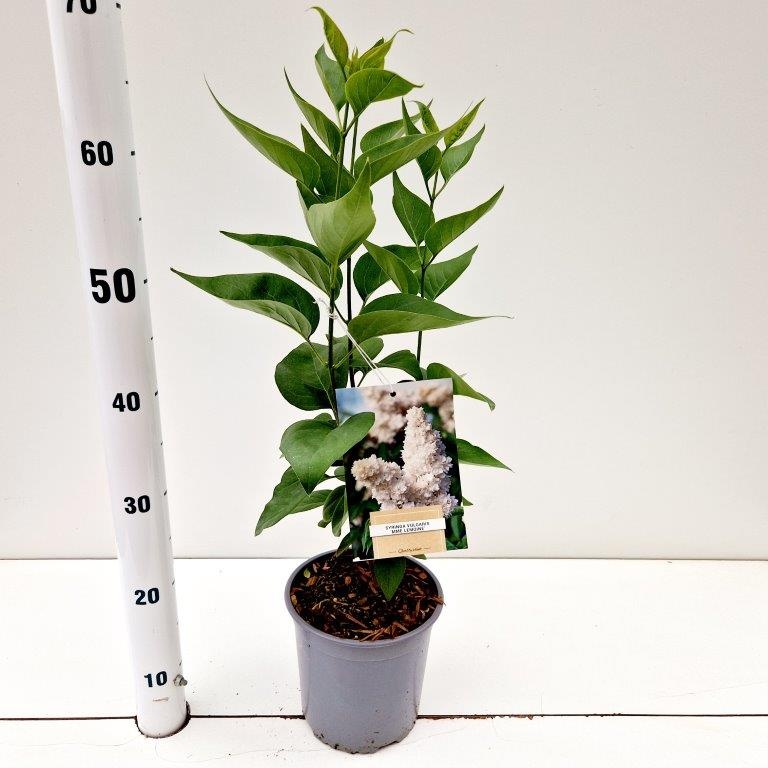 Syringa vulg. 'Mme Lemoine', D 17 cm