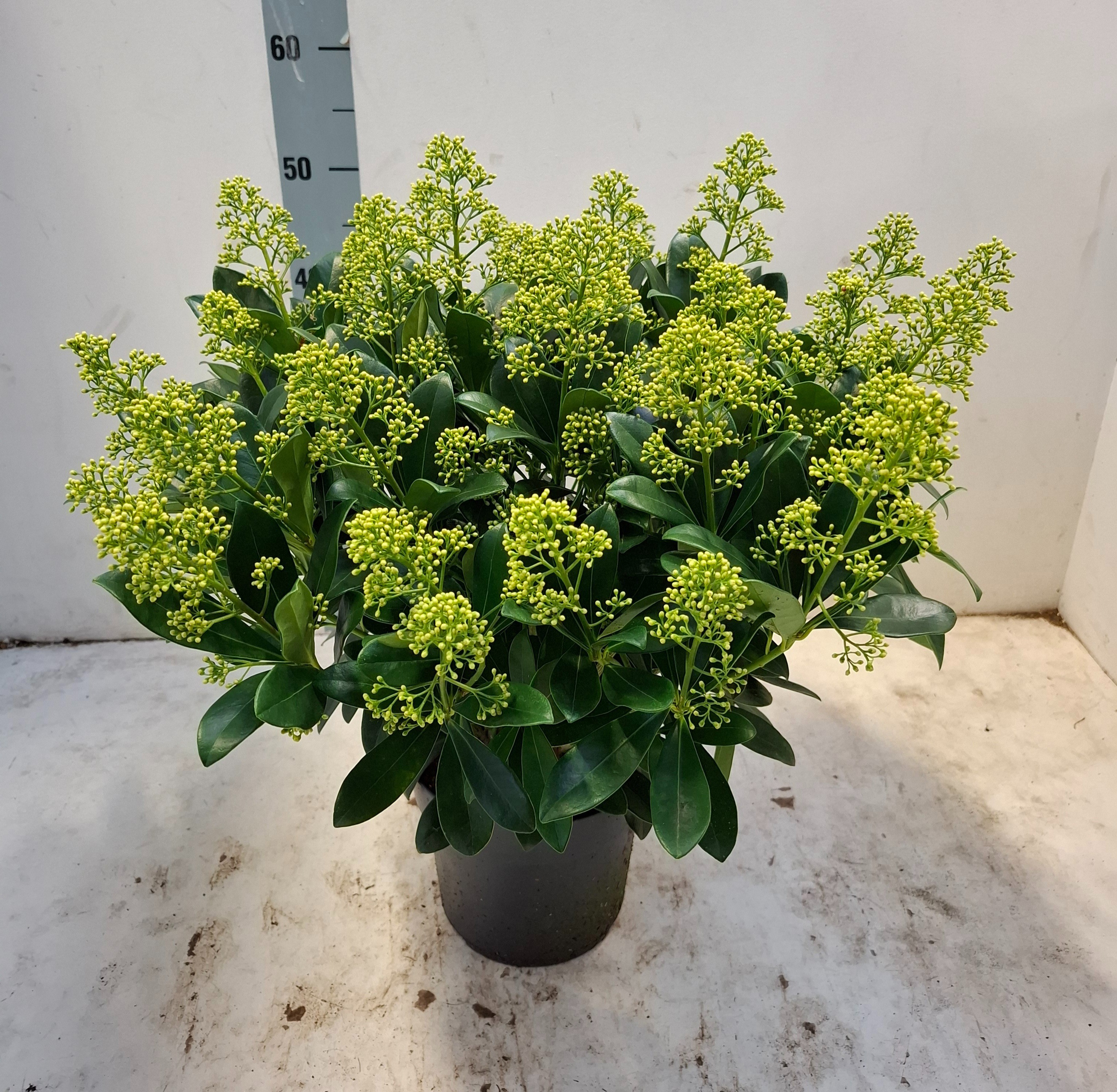 Finchy 19 cm 40+ bloem, D 19