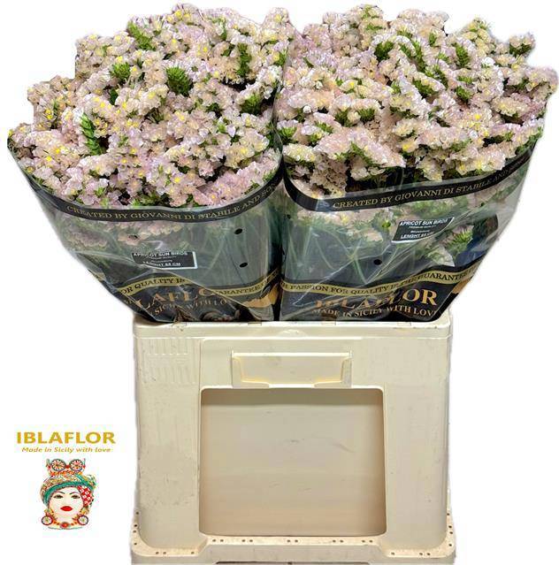 Статица Априкот Сан Бердс 65, шт.