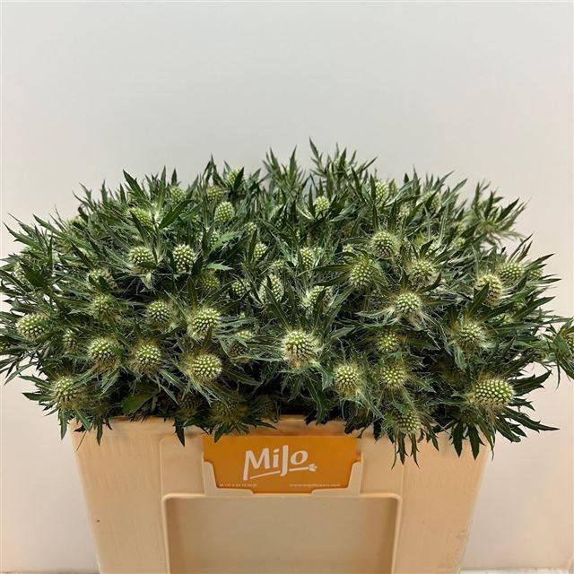 Эрингиум Мэджикал Вайт Лагун 50, шт.