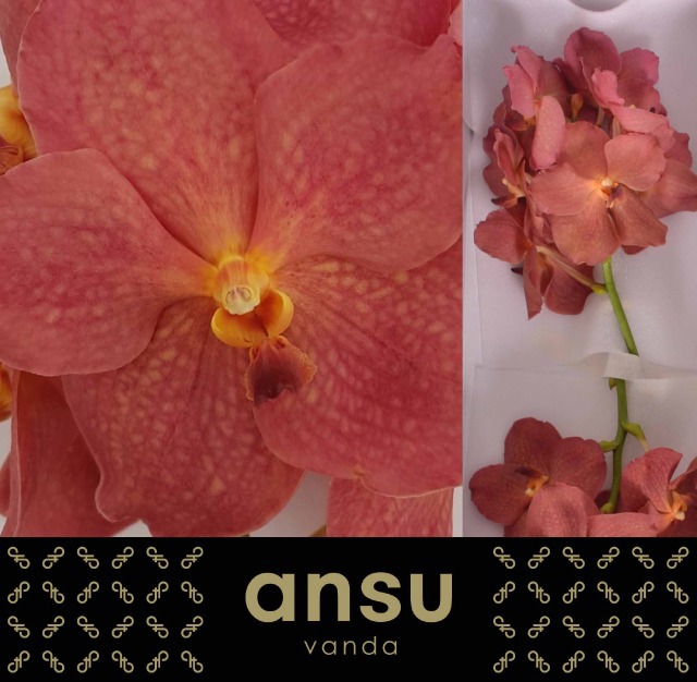 Ванда Нитайя Салмон x16, шт.