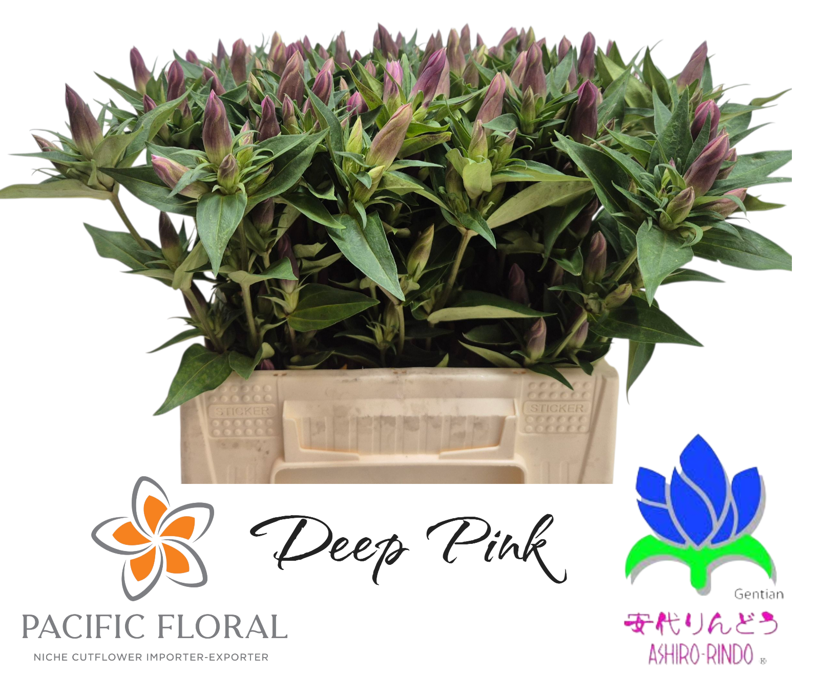 Гентиана Дарк Пинк Аширо 40, шт.
