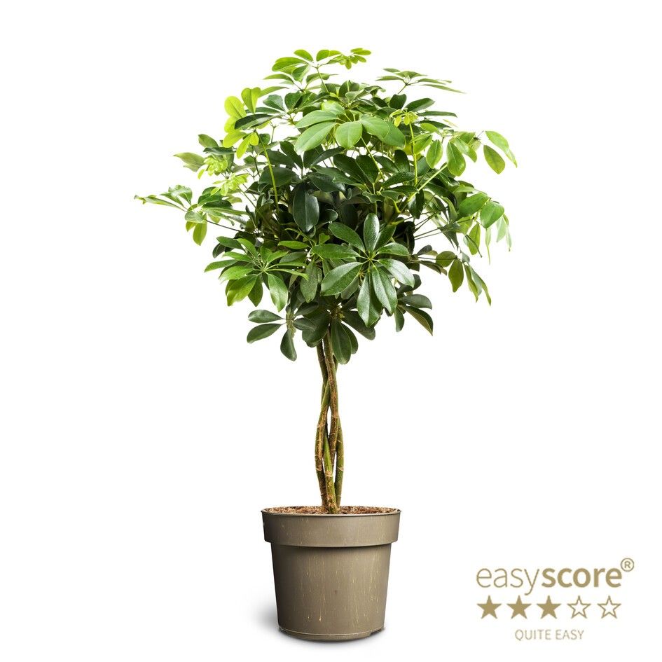 Schefflera ´Nora´ Braid, D 24 cm