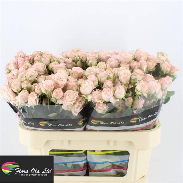 Роза куст. Бомбастик 70, шт.