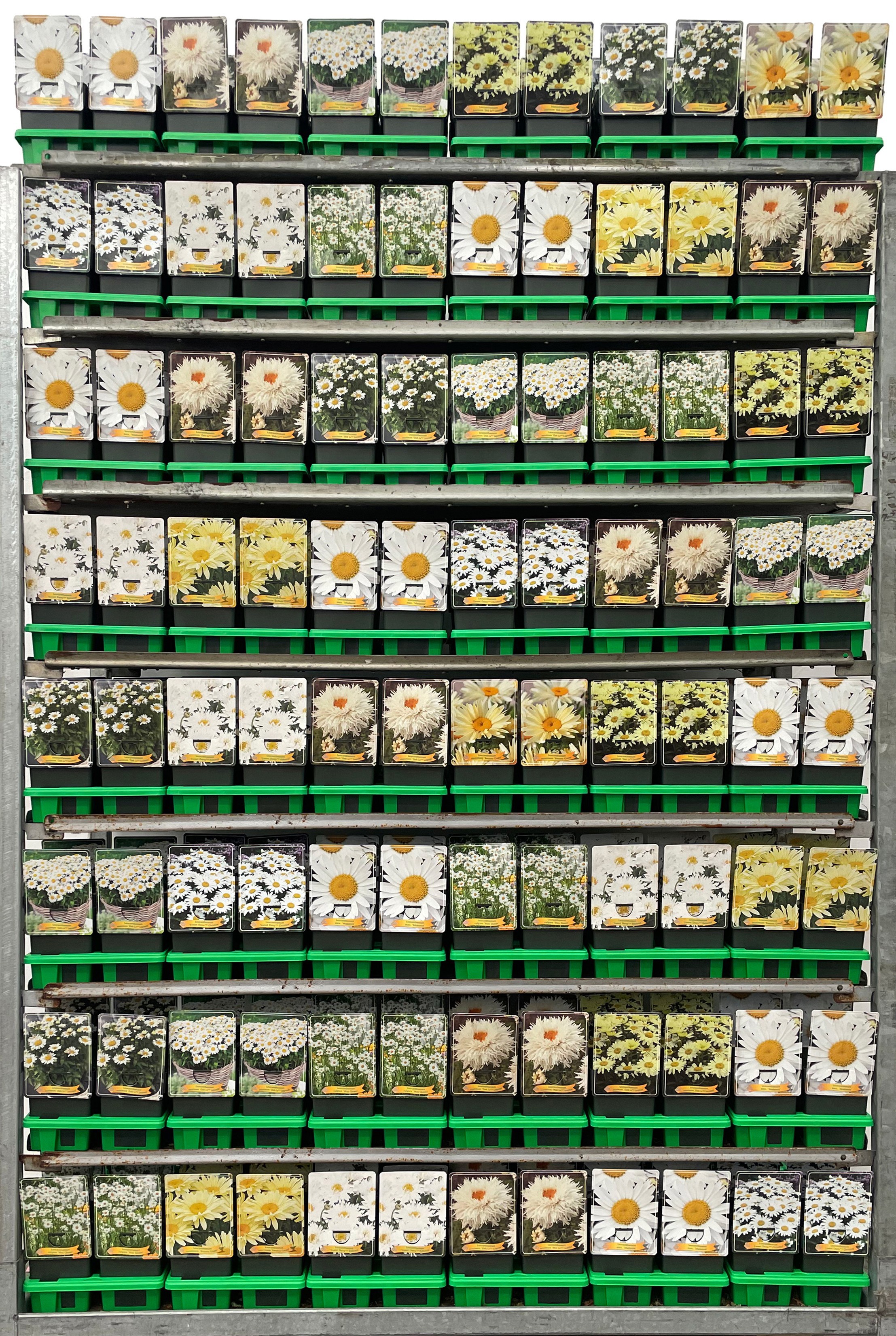 Leucanthemum Mix CC P11, D 11