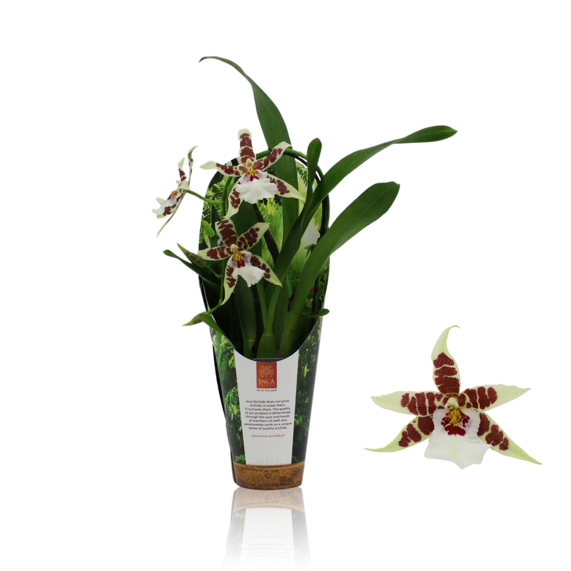 Inca Cambria Renaissance White cascade 9cm in luxury jungle cover, D 9