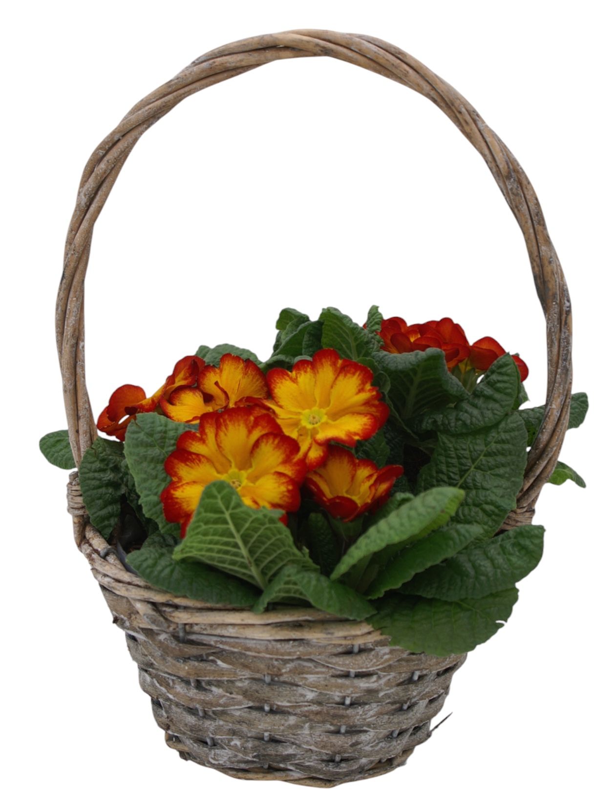 Primula Hengselmand 3x prim op kleur 576, D 19 cm