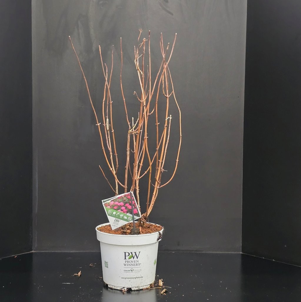 Hydrangea arborescens Pink Annabelle, D 26