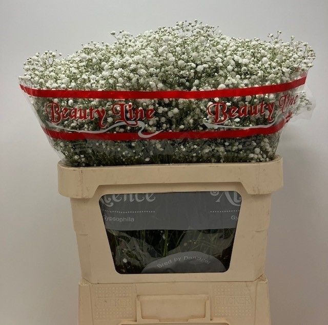 Гипсофила Экселенс 80, шт.