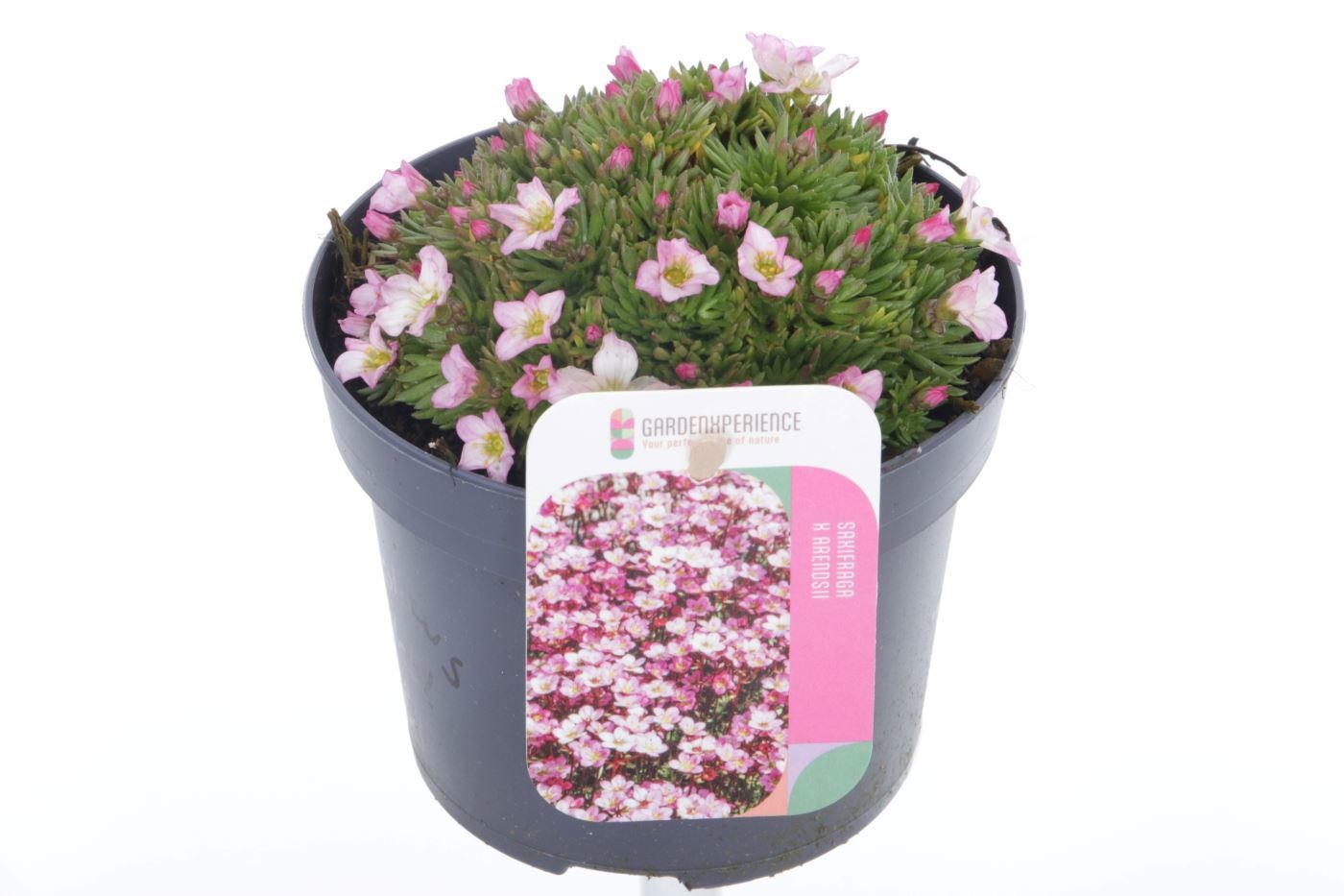 Saxifraga arendsii Ice Colours Appleblossom, D 13