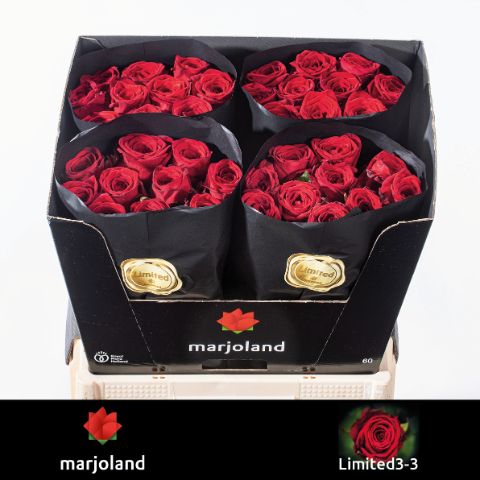 Роза од. Рэд Наоми 60, шт.